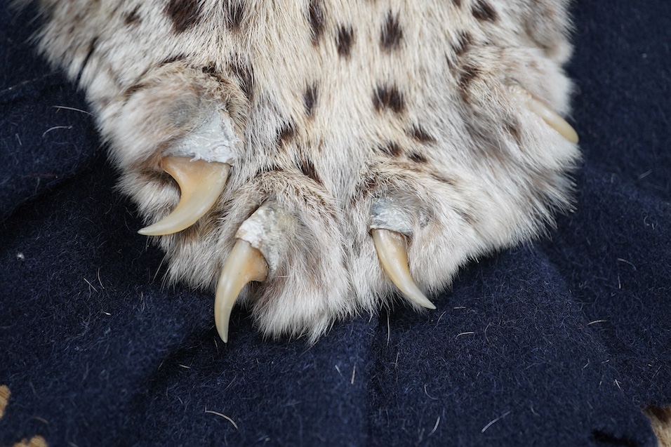 An early 20th century leopard skin rug with taxidermy head by van Ingen and van Ingen, Mysore, makers name stamped to the back, 215cm long. Condition - poor